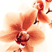 Orchidee  von Städtecollagen Lehmann