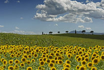 Sonnenblumenzeit im Valdichiana by Helmut Plamper