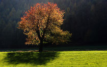 Colors in the light von Wolfgang Dufner