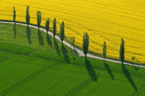 Yin und Yang of nature von Wolfgang Dufner