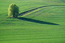 Lange Schatten von Wolfgang Dufner