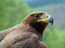 Steinadler von Wolfgang Dufner