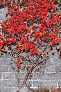 Roter Efeu by langefoto