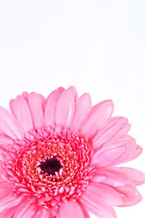 Rosa Gerbera Blume Freigestellt by burnski