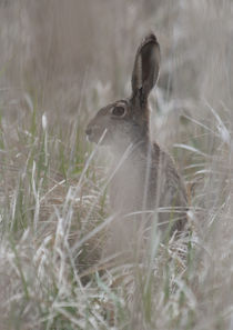 Hase gut getarnt by Hubert Hämmerle