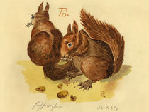 Eichhörnchenpärchen by Norbert Hergl