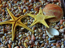 Seesterne - Starfishes von Norbert Hergl
