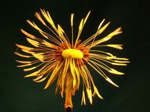 Pusteblume von Norbert Hergl