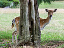 Das Versteck - The Hiding Place von Norbert Hergl