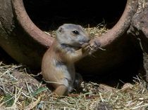 'Hm, schmeckt etwas trocken.' von Norbert Hergl