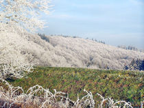 Frostige Tage 01 - Frosty Days 01 von Norbert Hergl