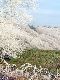 Frostige Tage 02 - Frosty Days 02 von Norbert Hergl