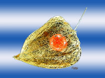 Lampionpflanze - Physalis alkekengi by Norbert Hergl