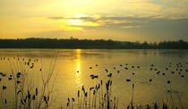 Stille am See by laakepics