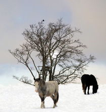 Im Schnee von laakepics