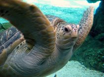Sea Turtle von Thomas Mick