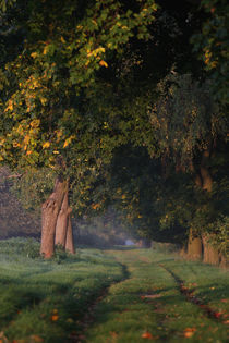 Herbstweg von Jana Behr