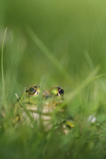 Grasfrosch von Jana Behr