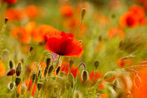 Die Farben des Sommers von Jana Behr