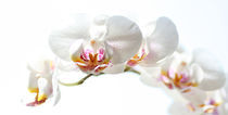 Phalaenopsis von Jana Behr