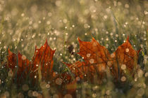 Herbstlicht von Jana Behr