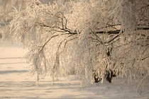 Winterwonderland von Jana Behr