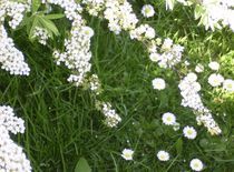 spirea II von wohnzimmerkunst