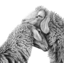 Kuschelnde Schafe von Annette Kretzschmar