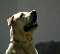 Labrador von emanuele molinari