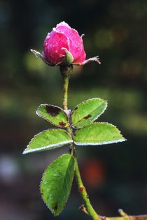 Eisrose von Jürgen Mayer