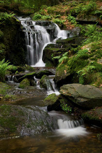 Im Oberpfälzer Wald von Jürgen Mayer