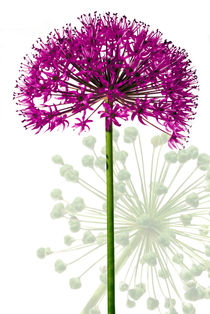 KUGELBLUME von 365tage