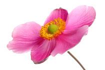 HERBST ANEMONE von 365tage