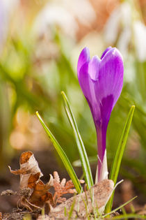 Violetter Krokus von Christine Amstutz