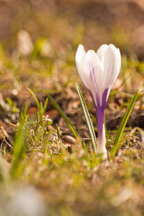 Weisser Krokus von Christine Amstutz