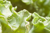 Wassertropfen als Perlen von Christine Amstutz