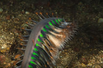 sea pen von Harald Schottner