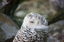 keep an eye on me by Harald Schottner