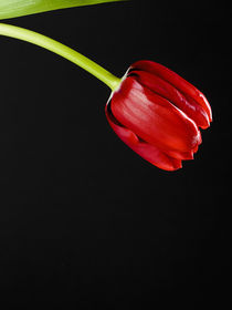 Rote Tulpe I von Matthias Faller