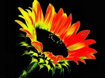 Crazy Sonnenblume  von tcl
