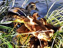 Baby Duck in Action von tcl