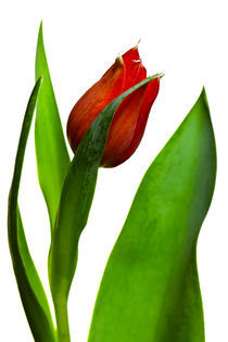 Die Tulpe by Falko Follert