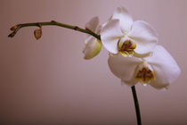 Orchideen by Falko Follert
