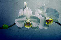 Orchideen Poster von Falko Follert