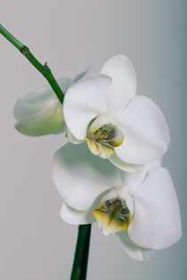 Orchideen von Falko Follert