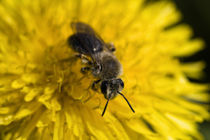 Bienen Poster 2011 8 von Falko Follert