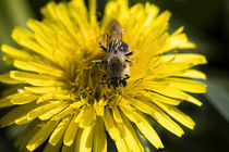 Bienen Poster 2011 9 von Falko Follert