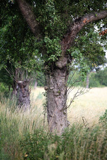 Der Baum am Weg by Falko Follert