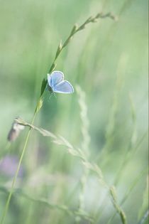 blue wings von Priska  Wettstein