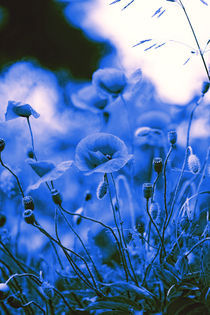 Mohn Kunst Poster in Blau von Falko Follert